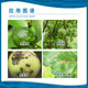 Guoguang Guoguang Luosheng 80% mancozeb apple citrus scab black star spot leaf disease pesticide fungicide 500g
