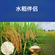 New species of Tianxiangyou 2115 Zhuangxiangyou 1205 hybrid high-yielding rice seeds, strong-flavor first-grade rice, long-grain fragrant rice, single-agent package, insecticide + bactericide + bird repellent *1 set