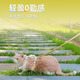 MPPMCK cat traction rope to prevent break-away, special I-shaped vest for small cats, cat walking rope, adjustable cat chain chest and back, yellow little bee S code (recommended 2-8 Jin Jin equals 0.5 kg)