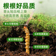 Yuanjiangcao Fresh Cordyceps Sinensis 2025 First Crop Fresh Cordyceps 0.6~0.7g/root 50 roots Directly shipped from the source and shipped coldly
