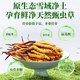 2025新鲜冬虫夏草头期精选鲜虫草顺丰冷链产地直发大号鲜草 西藏新鲜虫草每条0.5克20条装