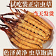 Cordyceps gift box Cordyceps gift box high-altitude Cordyceps 2 1 gram dry goods Cordyceps gifts good tonics. 50 gift boxes for each high-altitude 0.5 grams each in Nagqu, Tibet. 2 gift boxes for 2 pieces