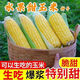 Sweet and crispy fruit corn big sticks, early maturing, fragrant and super sweet corn, eaten raw in the field for all seasons, high quality fruit corn seeds, newly planted in season - 3 packs, about 153 seeds