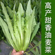 Store hot-selling four-season wheat-flavored wheat vegetable seeds, balcony potted plants, field planting, fresh seedlings, 30 wheat-flavored wheat vegetable seedlings