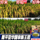 新种国审高产玮两优1206水稻水稻种子稻谷新品种抗倒抗病长粒 玮两优1206一袋【2500克】原装发 国审新种高产稻