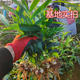 Polygonatum vulgaris planting seedlings, Polygonatum vulgaris seeds, fresh chicken heads, Polygonatum vulgaris seedlings, tiger ginger seedlings, nourishing medicinal materials, golden seedlings, buds, Polygonatum vulgaris seed blocks 1 Jin Jin is equal to 0.5 kg