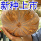 Specially Sweet Pumpkin Seed Flavor Sweet Pumpkin Vegetable Seed Lazy Mopan Large Pumpkin Seed Mopan Large Pumpkin Seed This year’s new species ST2998 new species 2 packs of about 44 seeds, good germination
