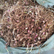 Rolling Lily Edible Sweet Lily Seedlings Base Direct Harvest 30 First Generation Rolling Lily Seedlings