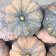 Specially Sweet Pumpkin Seed Flavor Sweet Pumpkin Vegetable Seed Lazy Mopan Large Pumpkin Seed Mopan Large Pumpkin Seed This year’s new species ST2998 new species 2 packs of about 44 seeds, good germination