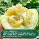 Dayu Japanese sweet melon seed seedlings seedlings melon seeds white skin honey sweet authentic old variety Japanese sweet seed 100 capsules 2 bags