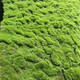 Simulated fake moss landscaping moss green lawn photography bonsai environment decoration diy artificial turf flocking black bottom 30cm*30cm