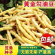 Golden Hook Frame Bean Seeds Golden Hook Northeastern Oil Carob Seeds Gluten-free and Fire-free Yellow Early Golden Hook Bean Seeds Easy to Plant Original 5 Packs About 150 Grains Free Fertilizer