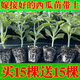 Watermelon seedlings grafted 8424 Extra Sweet Kirin Super Sweet Seedless Midu Watermelon Seedlings Potted Planting Watermelon Seedlings 2K Buy 5+5 (Real Harvest 10) + Fertilizer