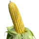 Ice cream fruit corn seeds delicious super sweet popsicles raw fresh rock sugar crispy waxy corn seeds 400g can Golden Crown 597