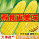 Sweet and crispy fruit corn big sticks, early maturing, fragrant and super sweet corn, eaten raw in the field for all seasons, high quality fruit corn seeds, newly planted in season - 3 packs, about 153 seeds
