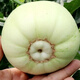 Bingtang Tianbao melon seeds are sown in spring and autumn, sweet and thick-meat for all seasons. Bingtang Tianbao melon seeds Nk89#Newcomer experience, about 52 capsules