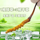 Cordyceps frais Sinensis Verrouillage sous vide Emballage frais Sf Express Chaîne froide Origine droite Sélection de cheveux Big Gras