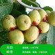 Qili grafted jujube seedlings, crispy sweet winter jujube seedlings, extra large current year results, southern and northern cold-resistant potted jujube seedlings, Dabailing 6-year seedlings, current year results, buy 1 get 1 free