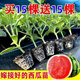 Watermelon seedlings grafted 8424 Extra Sweet Kirin Super Sweet Seedless Midu Watermelon Seedlings Potted Planting Watermelon Seedlings 2K Buy 5+5 (Real Harvest 10) + Fertilizer