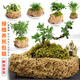 Stone flowerpot with water-absorbing stone, raw stone, natural flowerpot with asparagus, bamboo, calamus, succulents, micro-landscape pot, 13-17cm stone pot + round bottom bracket