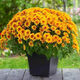 Thousand-headed Chrysanthemum Four Seasons Chrysanthemum Seeds Double-petaled Chrysanthemum Seeds Balcony Garden Potted Easy-to-Live Flower Seeds No. 1 Thousand-headed Chrysanthemum Seeds 10 Color Mixes SF Seasonal New Seeds Two Packs About 602 Capsules
