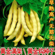 Golden Hook Frame Bean Seeds Golden Hook Northeastern Oil Carob Seeds Gluten-free and Fire-free Yellow Early Golden Hook Bean Seeds Easy to Plant Original 5 Packs About 150 Grains Free Fertilizer