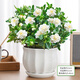 Hua Weng Gardenia Potted Plants Bloom Flowers All Seasons, Saplings, Indoor Green Plants, Easy to Maintain and Live, Jasmine Straight from the Source