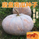 Specially Sweet Pumpkin Seed Flavor Sweet Pumpkin Vegetable Seed Lazy Mopan Large Pumpkin Seed Mopan Large Pumpkin Seed This year’s new species ST2998 new species 2 packs of about 44 seeds, good germination