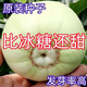 Bingtang Tianbao melon seeds are sown in spring and autumn, sweet and thick-meat for all seasons. Bingtang Tianbao melon seeds Nk89#Newcomer experience, about 52 capsules