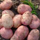 Jingxiansheng Yunnan red potatoes net weight 3Jin Jin is equal to 0.5 kg single fruit 80g + red skin yellow heart potato potato potato straight from the source