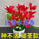 Ten Miles of Fragrance Lazy New Product Fragrance Jade Bulb Flower Potted Flowers All Seasons Blooming Large Flower Collection Cold-resistant New Variety Flame Color Cold-resistant and Drought-resistant Selection of 8 pieces Blooms in 30 days + Fertilizer