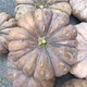 Specially Sweet Pumpkin Seed Flavor Sweet Pumpkin Vegetable Seed Lazy Mopan Large Pumpkin Seed Mopan Large Pumpkin Seed This year’s new species ST2998 new species 2 packs of about 44 seeds, good germination