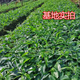 Polygonatum vulgaris planting seedlings, Polygonatum vulgaris seeds, fresh chicken heads, Polygonatum vulgaris seedlings, tiger ginger seedlings, nourishing medicinal materials, golden seedlings, buds, Polygonatum vulgaris seed blocks 1 Jin Jin is equal to 0.5 kg