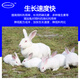 Zhengzhou Kangdi 4% Rabbit Premix Puppy Rabbit Breeds Fast-growing Meat and Bone Meat Rabbit Rex Rabbit Belgian New Zealand Rabbit Female Rabbit (Reproduction Period)