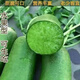 Rock sugar fruit radish seeds are crispy and sweet when eaten raw. Heat-resistant green radish is sown in all seasons. Green radish farm vegetable seeds. Green skin and green heart fruit radish seeds. G#986 selected new species. About 300 capsules.
