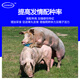 Zhengzhou Kangdi 8% piglet premix, medium pig premix, fattening pig feed, small, medium and large pig feed, boar feed, 8% boar feed (500 Jin Jin is equal to 0.5 kg)