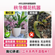 Liu Ge orchid is available in 5 colors. Hydroponic dream fragrant orchid seedlings are shipped with pots. Perfume oncidium creamy indoor flower potted grass. Pink oncidium with 4 foils and Nordic pots.