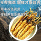 Cordyceps frais Sinensis Verrouillage sous vide Emballage frais Sf Express Chaîne froide Origine droite Sélection de cheveux Big Gras