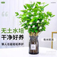 Jingyouyu jasmine hydroponic plant potted plants in the office desktop are good for growing flowers, green plants, water-raised flowers, mosquito repellent Jiuli Xiang, jasmine 6-year-old seedlings, 10 pieces, with flowers during the flowering period