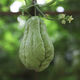 Shop Chayote Early Maturing Extra Large Chayote Vegetable Climbing High Yield Disease Resistant Perennial Melon Affordable Price High Yield Good - 40 Count - Net Seeds Chayote Seeds