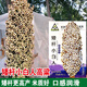 Qiuying edible dwarf sorghum seeds, white waxy sorghum seeds, Kyoto small white sorghum, high yield and disease resistance, field planting and wine making, dwarf small white sorghum 100g, eating rice, sorghum