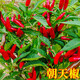 Chili pepper seedlings Chaotian pepper millet pepper thin-skinned pepper long-line pepper bell pepper sweet pepper colorful pepper screw pepper vegetable seedlings Chaotian pepper seedlings 3 plants