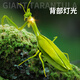 LNGA Landgre Control remoto Mantis Simulación eléctrica Juguetes Douyin Prank Artifact Cockroach Boys puede mover los animales de rastreo de araña [Versión clásica - Control remoto Ladybug] Modelo rojo 9922 Estándar oficial