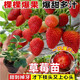 Qizhe strawberry seedlings, cream red strawberry seedlings, four-season greenhouse planting of sweet treasure strawberry seedlings, bare roots, new seedlings, strawberry seeds, 100 capsules
