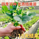 Qizhe strawberry seedlings, cream red strawberry seedlings, four-season greenhouse planting of sweet treasure strawberry seedlings, bare roots, new seedlings, strawberry seeds, 100 capsules
