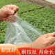 Greenhouse film vegetable insulation thickened non-drip film PO film transparent plastic film anti-aging breeding white film new material white film 8S 1m wide needs a few meters long to take several pieces