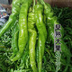 Four Seasons Planting Extra Large Spicy Pepper Thin-Skinned Spicy Chili Seeds Hangzhou Pepper Garden Potted Seasonal Vegetables Spicy Big Fruit Spicy Pepper Seeds New Species Selected 406 Capsules 7WQ