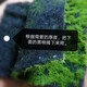 Simulated fake moss landscaping moss green lawn photography bonsai environment decoration diy artificial turf flocking black bottom 30cm*30cm