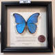昆虫谷 大蓝闪蝶 蝴蝶标本相框蝴蝶艺术框真蝴蝶朋友节日礼物收藏 1484号