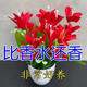 Ten Miles of Fragrance Lazy New Product Fragrance Jade Bulb Flower Potted Flowers All Seasons Blooming Large Flower Collection Cold-resistant New Variety Flame Color Cold-resistant and Drought-resistant Selection of 8 pieces Blooms in 30 days + Fertilizer